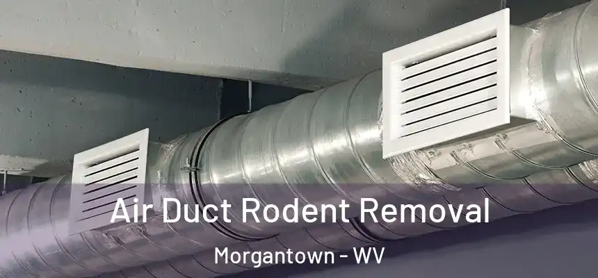  Air Duct Rodent Removal Morgantown - WV