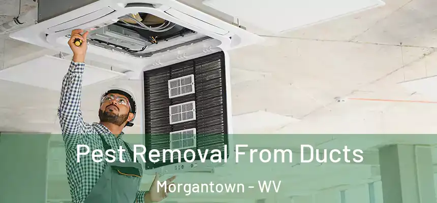  Pest Removal From Ducts Morgantown - WV